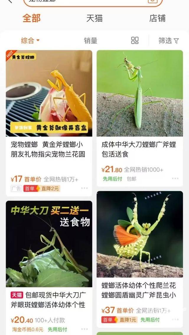 皇冠信用网庄家_门口惊现“蟑螂”皇冠信用网庄家，杭州一住户用杀虫剂一喷，邻居怒了：我的螳螂……