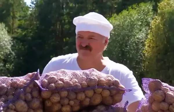 黑镇市vs卧龙岗狼队_卢卡申科:我要带土豆去中国黑镇市vs卧龙岗狼队,送给各国领导人