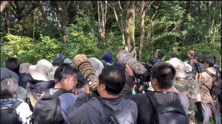 皇冠球网怎么做代理
_百年罕见!首次在上海被目击皇冠球网怎么做代理
,有人专门从北京“打飞的”赶来