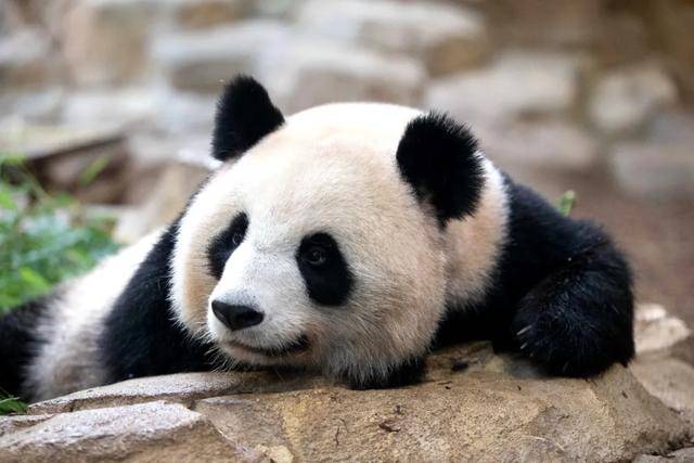 怎么申请皇冠信用网
_访华结束前怎么申请皇冠信用网
，马克龙把熊猫弄到手了