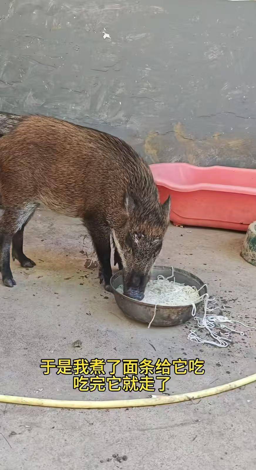 皇冠信用网代理
_广州男子收养小野猪一年多从30斤长到150斤皇冠信用网代理
,曾有人开价5万购买遭拒